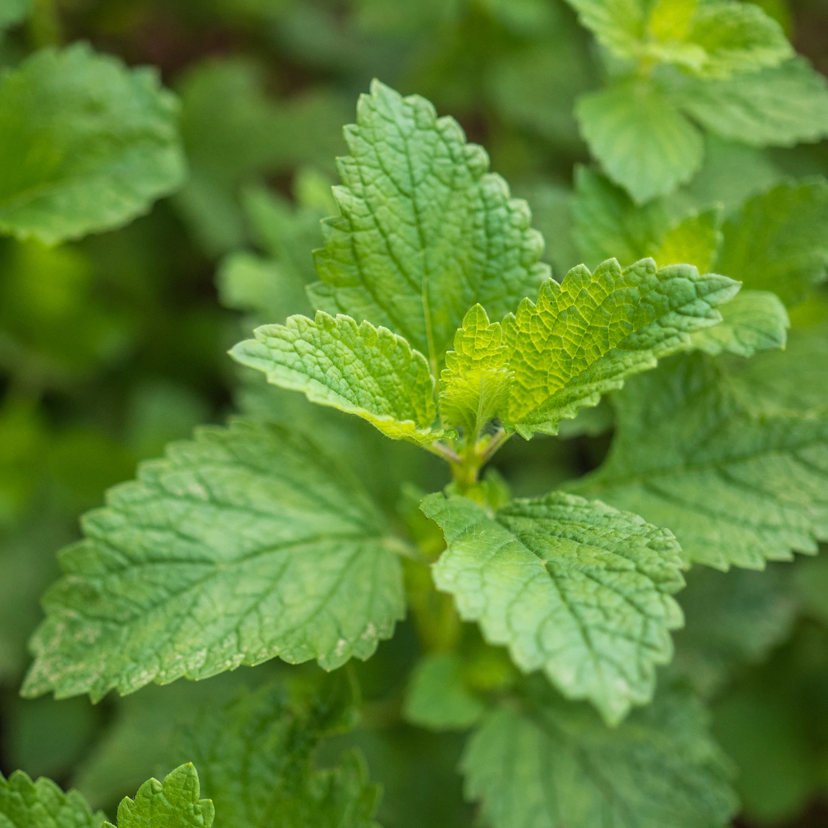 Close-up of a healthy Lemon Balm plant with green, serrated leaves.