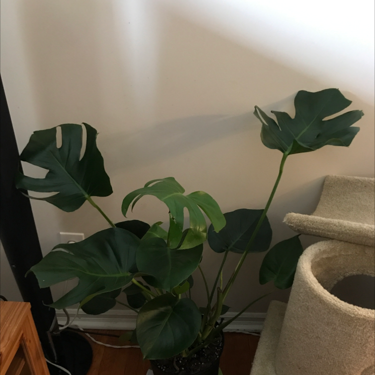 Monstera plant photo by @RoxInSox named Monstera on Greg, the plant care app.