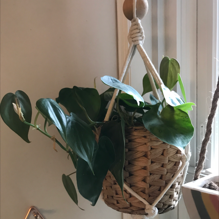 Blushing Philodendron plant photo by @RoxInSox named Shaquille Oatmeal on Greg, the plant care app.