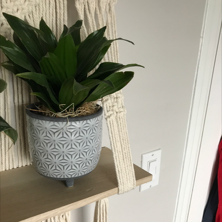 Cornstalk Dracaena plant photo by @RoxInSox named Lil leafy on Greg, the plant care app.