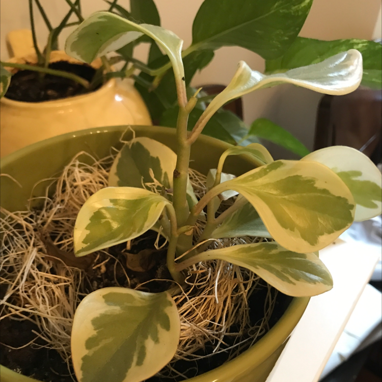 Baby Rubber Plant plant photo by @RoxInSox named Greenie on Greg, the plant care app.