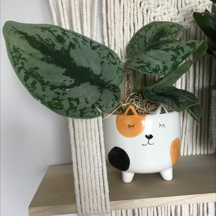 Satin Pothos plant photo by @RoxInSox named Kitty plant on Greg, the plant care app.