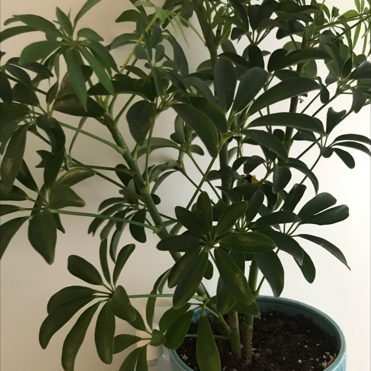 Dwarf Umbrella Tree plant photo by @RoxInSox named Umbrella baby on Greg, the plant care app.