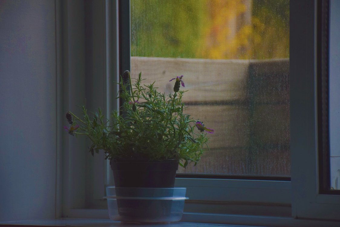 Potted lavender plant on a windowsill with visible flowers.