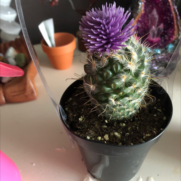 Healthy potted hedgehog cactus with dense white spines and vibrant purple flower, well-framed and in focus.
