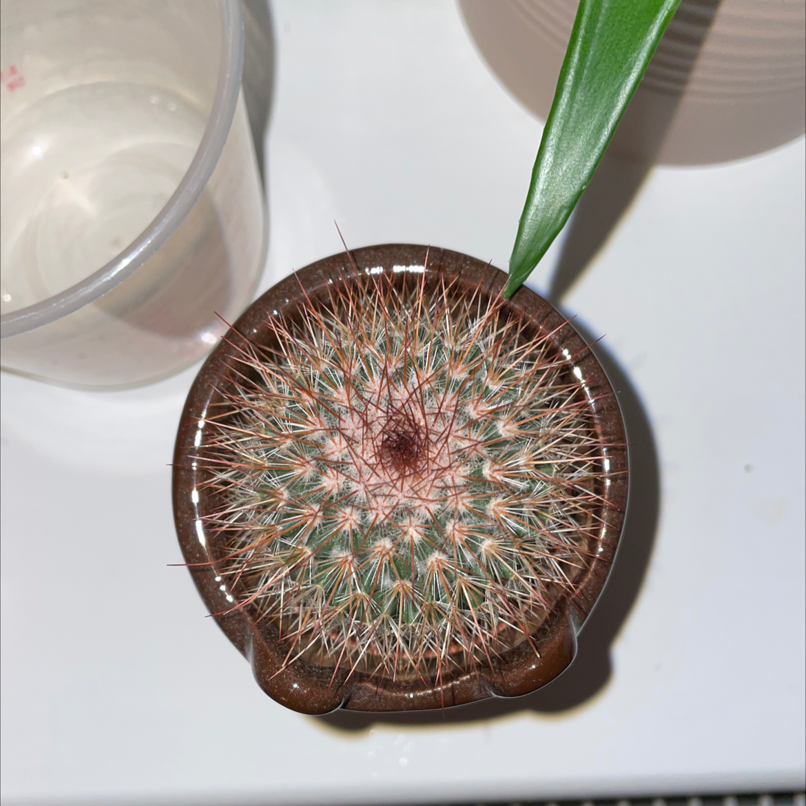 Top-down view of a healthy Arizona Rainbow Cactus in a small pot.