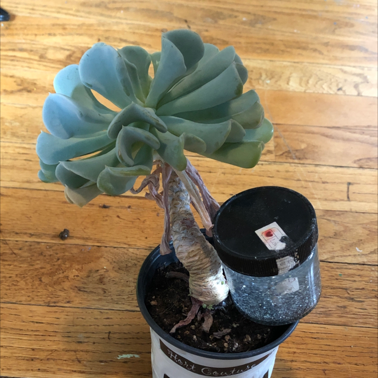 Echeveria 'Fleur Blanc' plant in a pot with visible soil and a watering device.