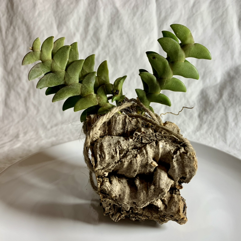 Photo of the plant species Lion-Like Dendrobium by @Anndi07 named Dennis on Greg, the plant care app