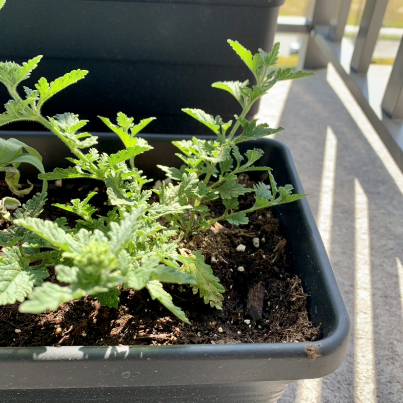 Photo of the plant species Common Verbena by @Anndi07 named Veronica on Greg, the plant care app