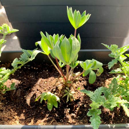 Fertilizing Lupine: Tips for Nutrient-Rich Soil