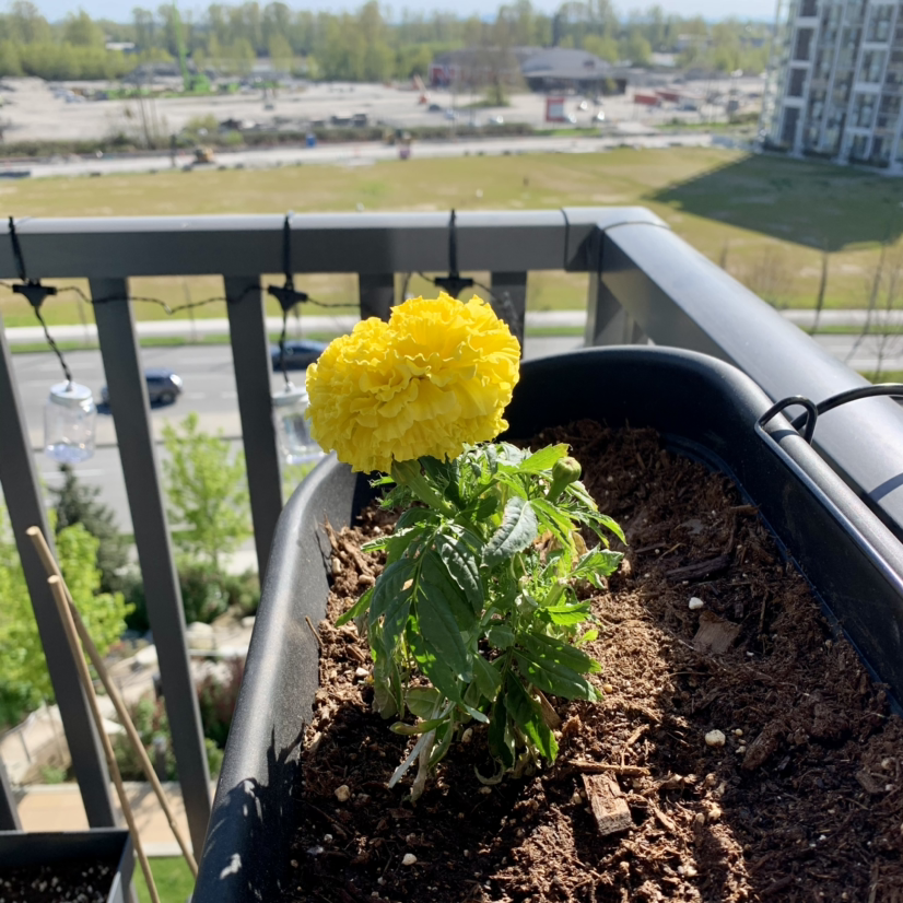 African Marigold plant with a vibrant yellow flower in a balcony planter.