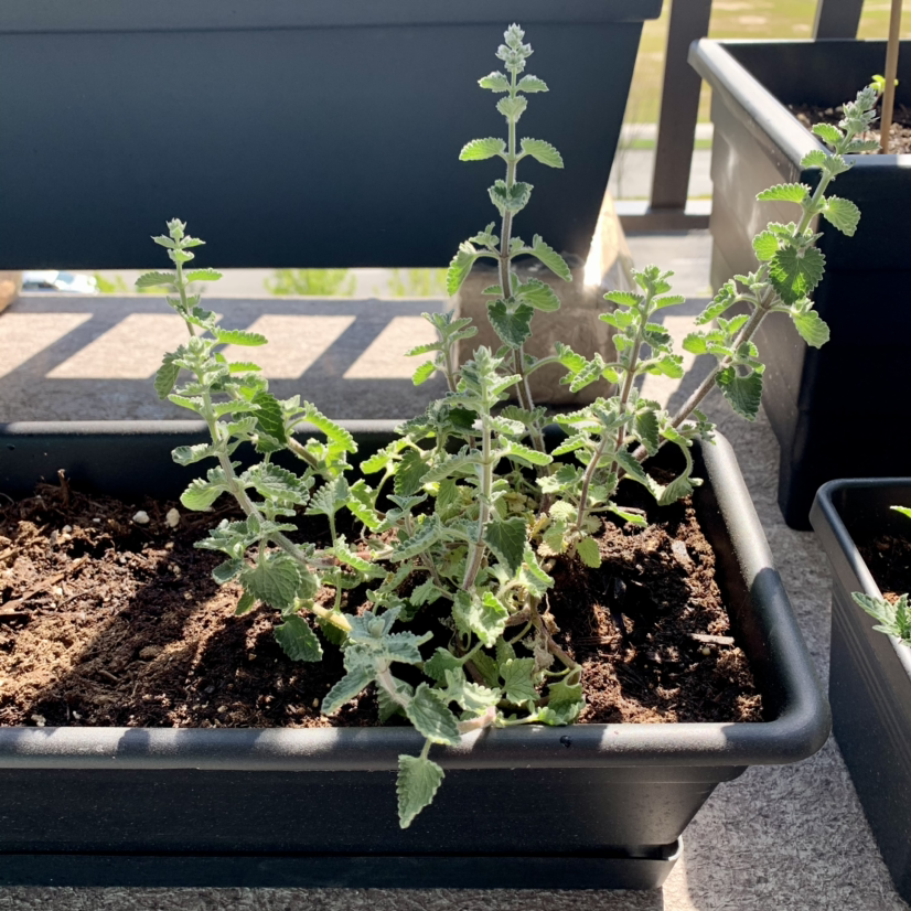 Photo of the plant species Catmint by @Anndi07 named Cat on Greg, the plant care app