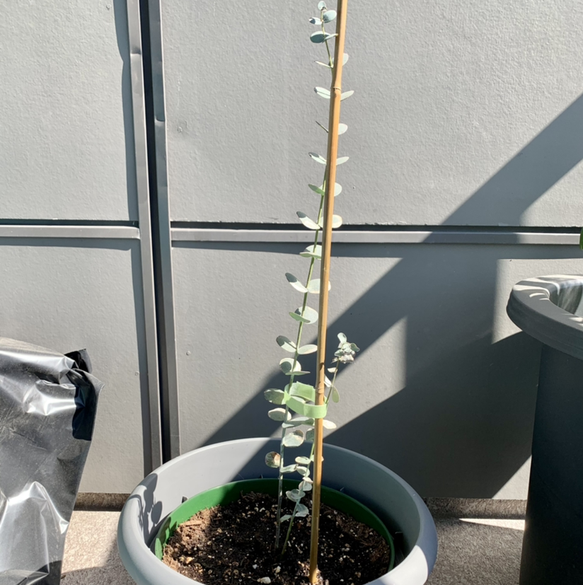 Photo of the plant species Silver Dollar Tree by @Anndi07 named Eugene on Greg, the plant care app