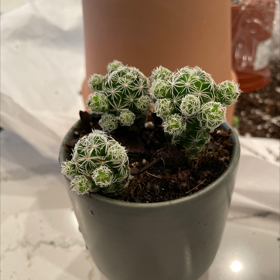 Potted Missouri Foxtail Cactus with multiple green segments covered in white spines.