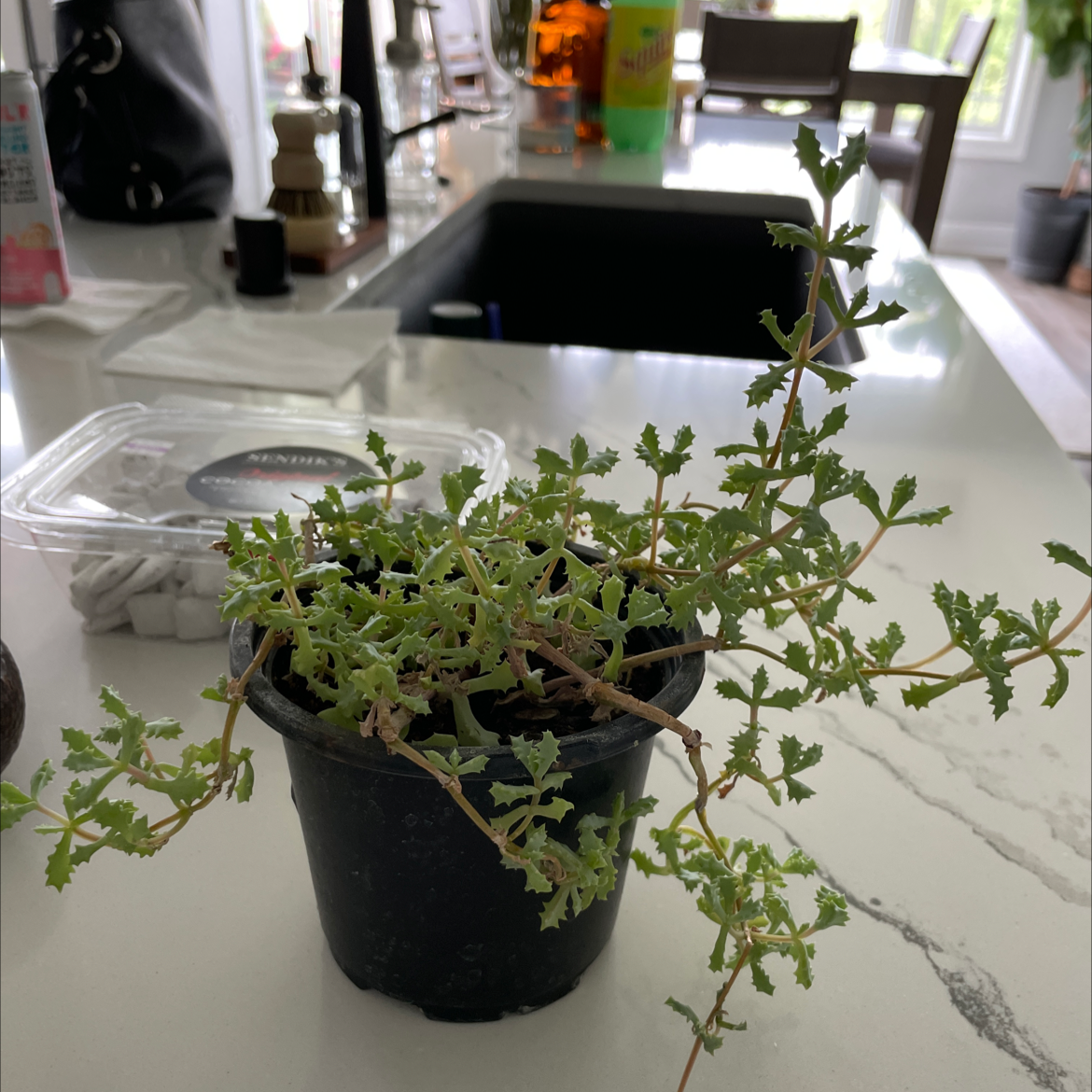 Deltoid-Leaved Dew Plant in a black pot on a kitchen counter.