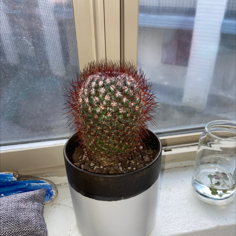 Mammillaria Melanocentra cactus on a windowsill in a pot, appears healthy.