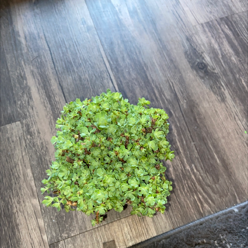 A healthy Two-Row Stonecrop plant on a wooden floor.