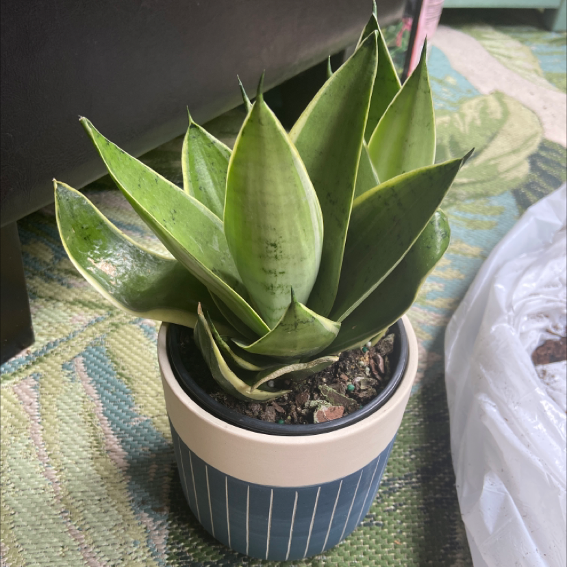 Sansevieria Night Owl plant in a pot with visible soil, well-framed and in focus.