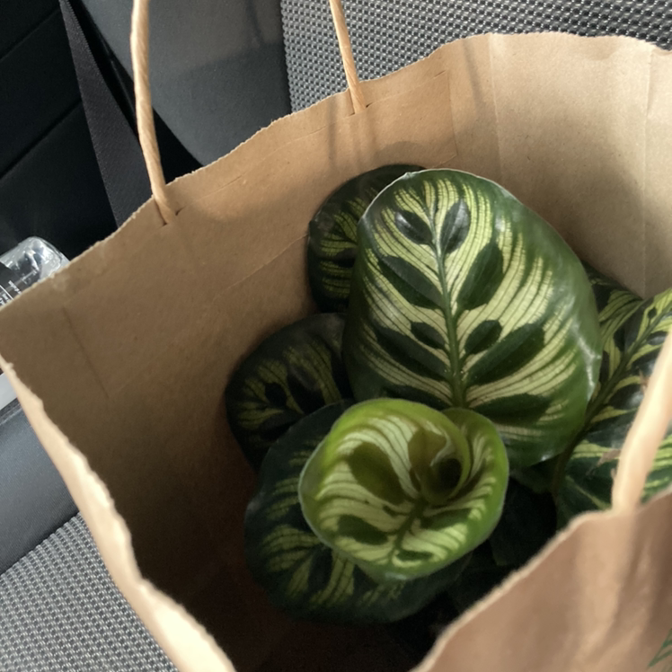 Zebra Calathea plant inside a paper bag with healthy, patterned leaves.