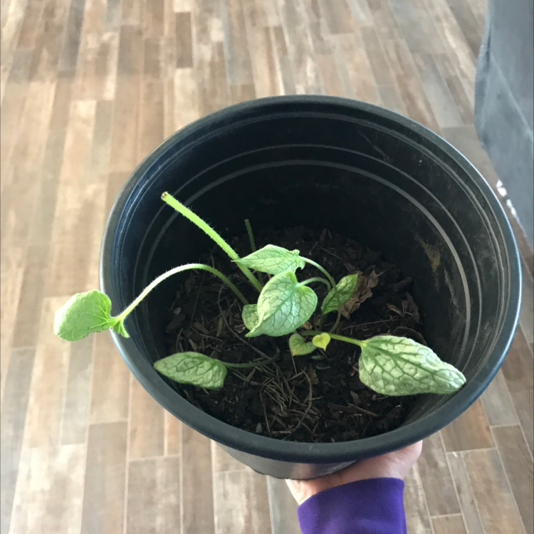 Small false Forget-Me-Not plant in a black pot with veined leaves and visible soil.