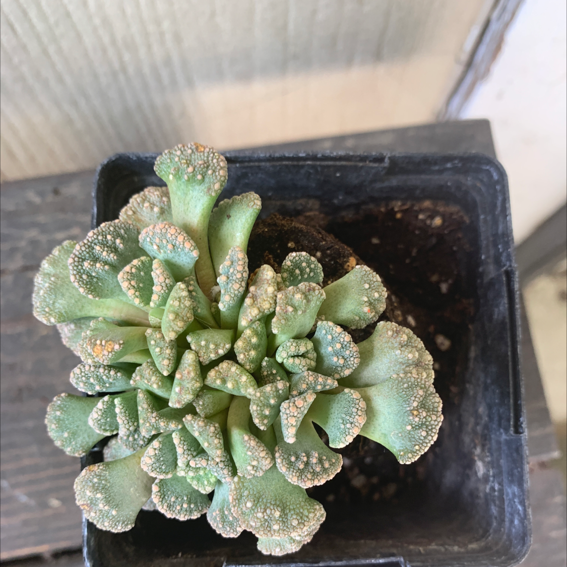 Concrete Leaf Living Stone plant in a small black pot with textured leaves.