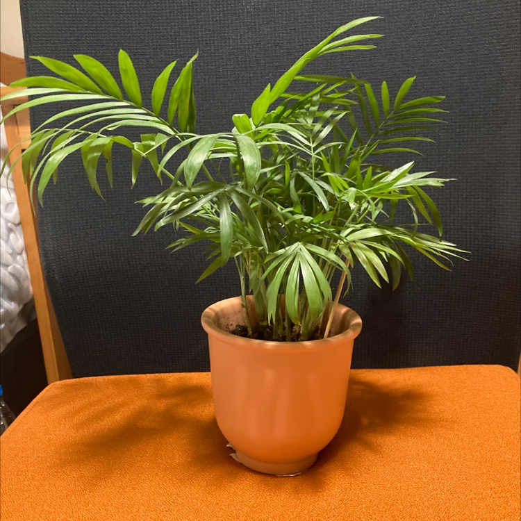 Parlour Palm plant photo by Plant parent named Emma on Greg, the plant care app.
