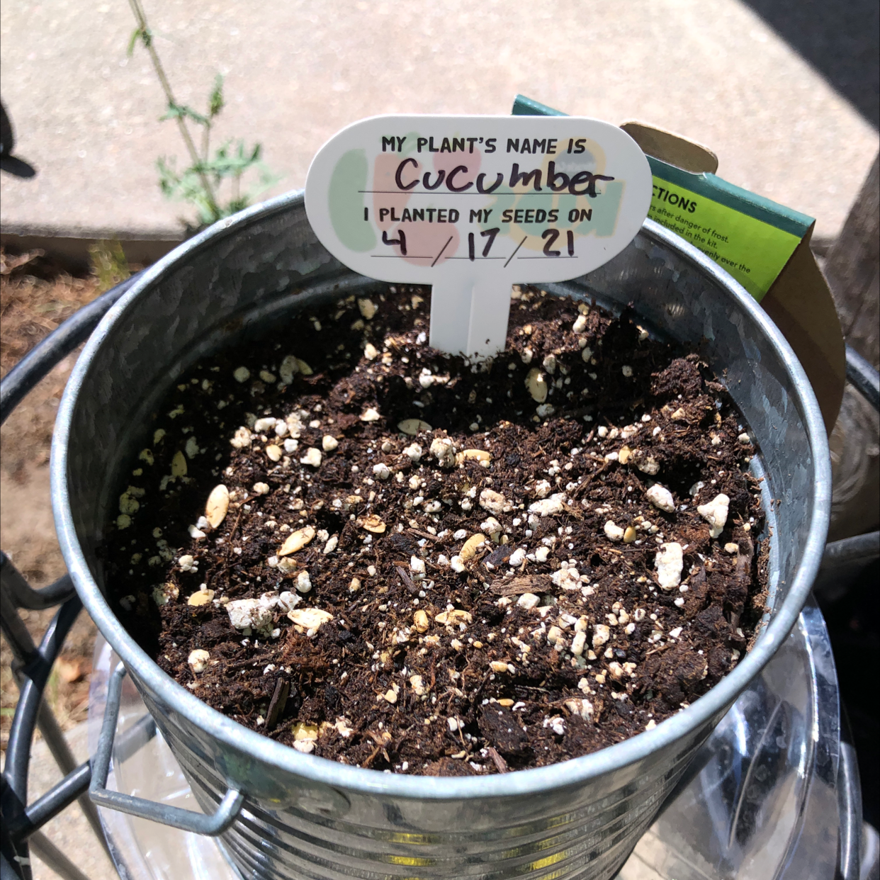 Potted cucumber plant with soil visible and a label indicating planting date.