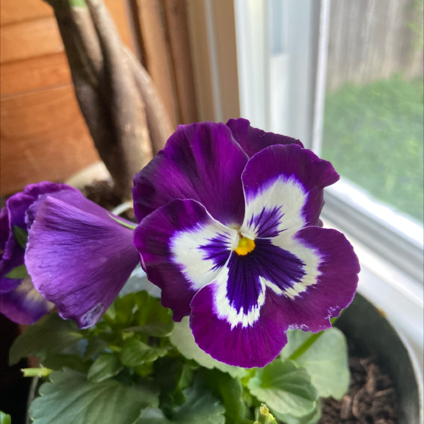 A healthy Wild Pansy plant with a vibrant purple and white flower near a window.
