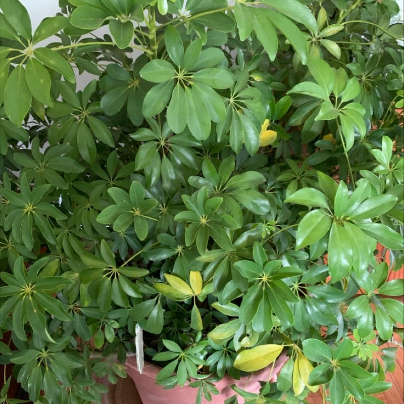 Healthy Dwarf Umbrella Tree with lush, dark green foliage and characteristic umbrella-like leaf clusters, potted in a terracotta pot.