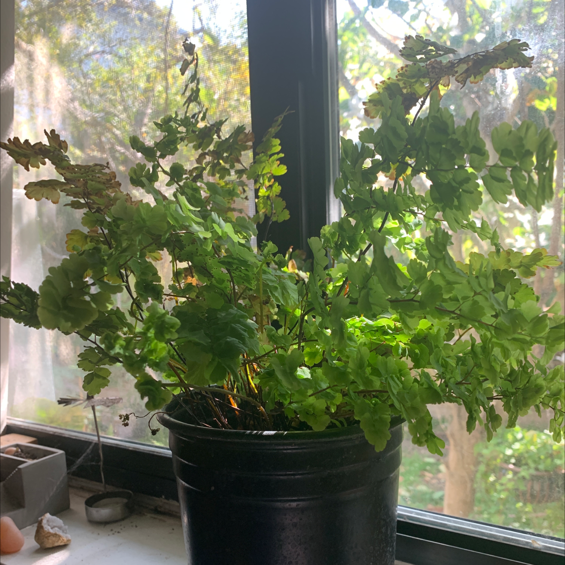 Rough Maidenhair Fern in a black pot on a windowsill with some browning fronds.
