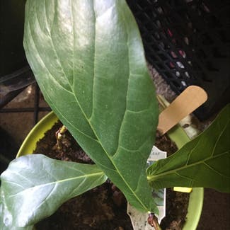 Fiddle Leaf Fig plant in Columbia, South Carolina