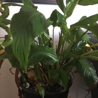 Peace Lily plant in Columbia, South Carolina