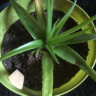 Aloe Vera plant in Columbia, South Carolina