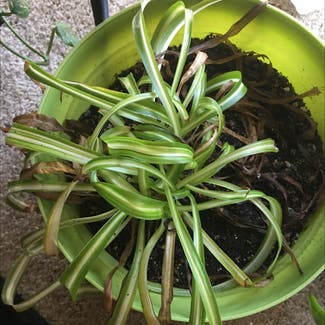 Spider Plant plant in Columbia, South Carolina