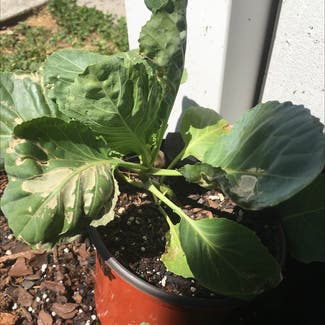 Wild Cabbage plant in Columbia, South Carolina