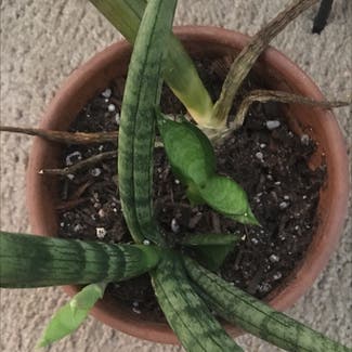 Snake Plant plant in Columbia, South Carolina