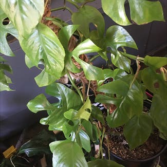 Mini Monstera plant in Columbia, South Carolina
