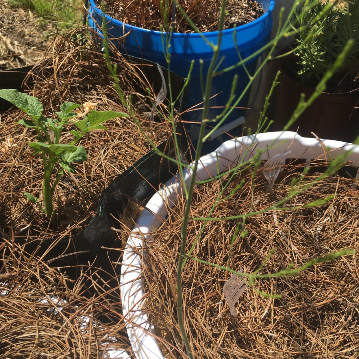 Photo of the plant species Garden Asparagus by Kimberly named Asparagus on Greg, the plant care app
