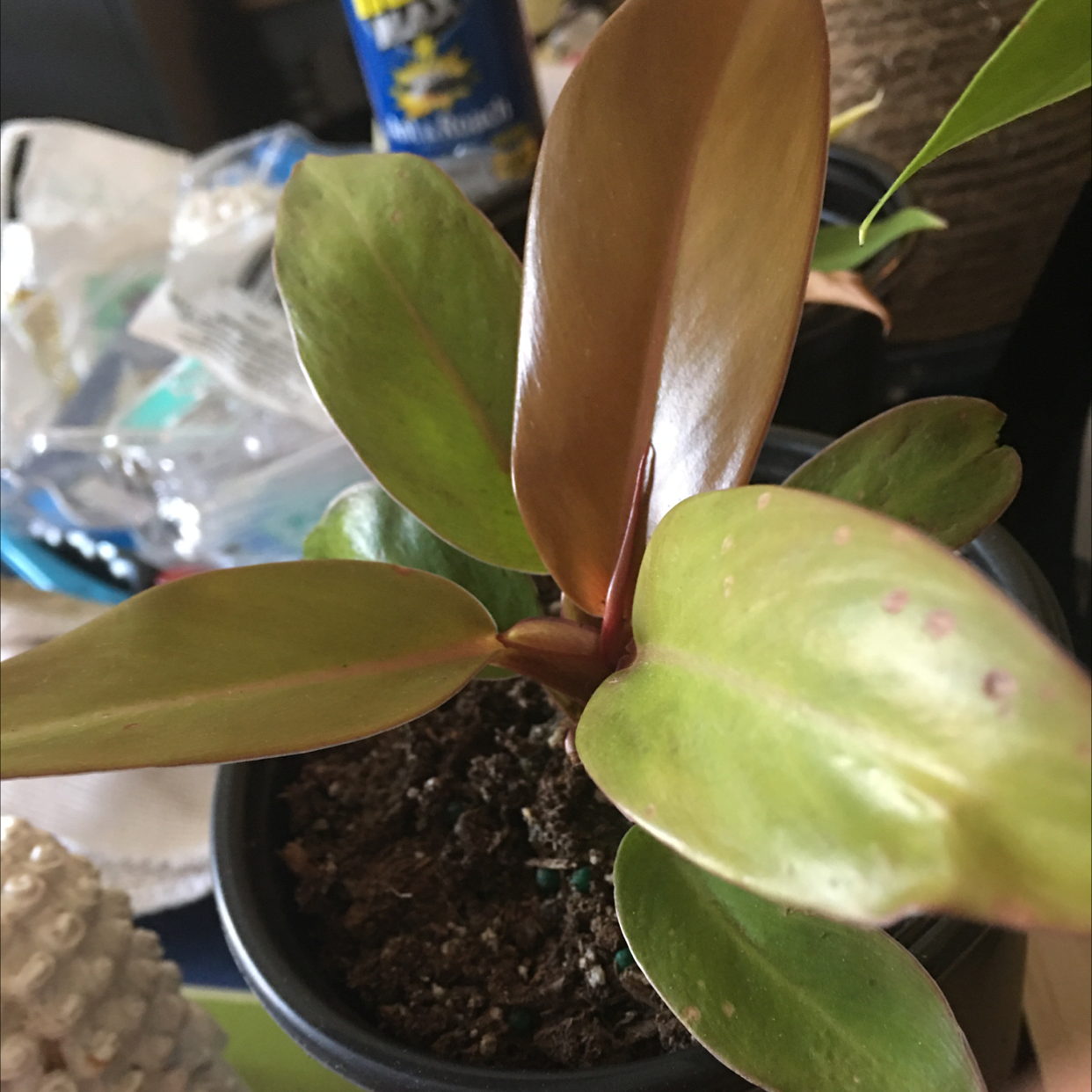 Philodendron 'Red Congo' plant in a pot with visible soil and healthy leaves.