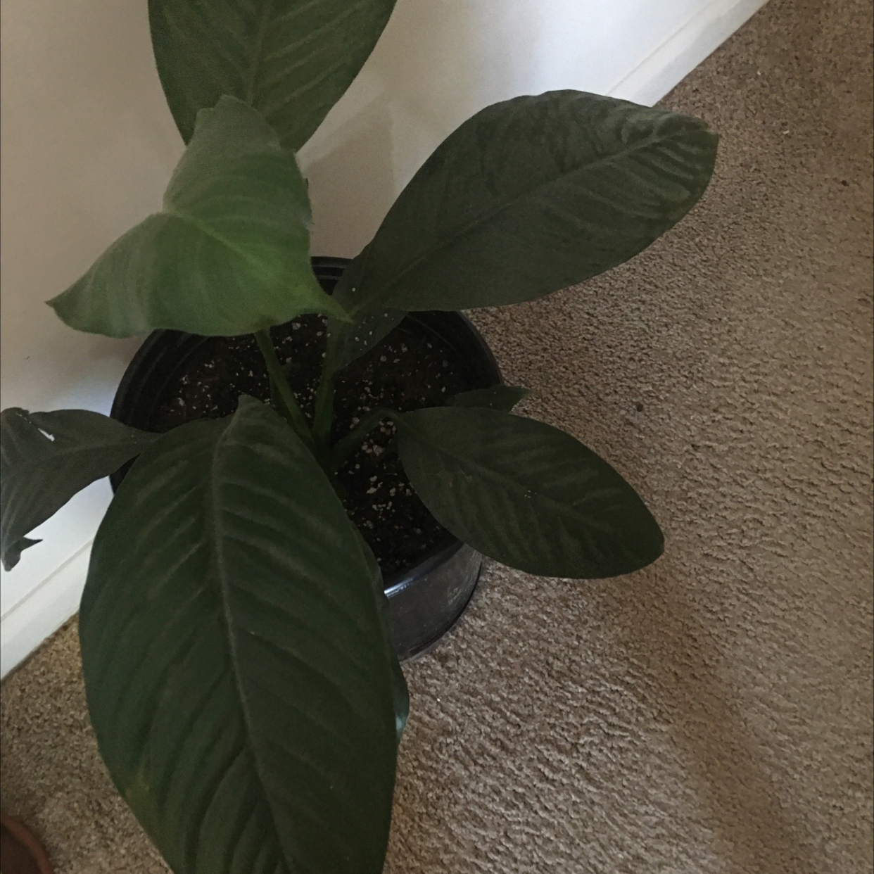 Photo of the plant species Sensation Peace Lily by Kimberly named Sade on Greg, the plant care app