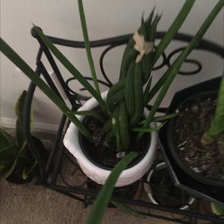 Cylindrical Snake Plant plant in Columbia, South Carolina