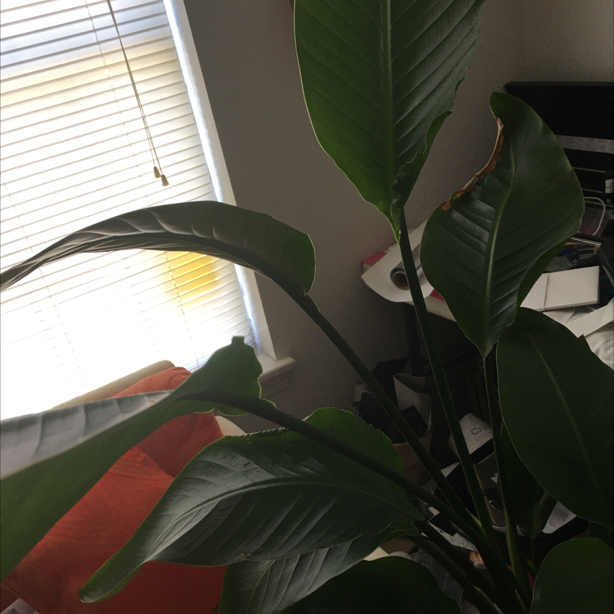 White Bird of Paradise plant photo by Kimberly named Bird Parker on Greg, the plant care app.