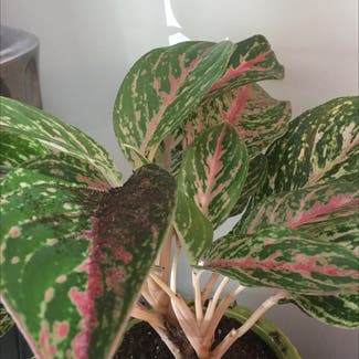 Chinese Evergreen plant in Columbia, South Carolina