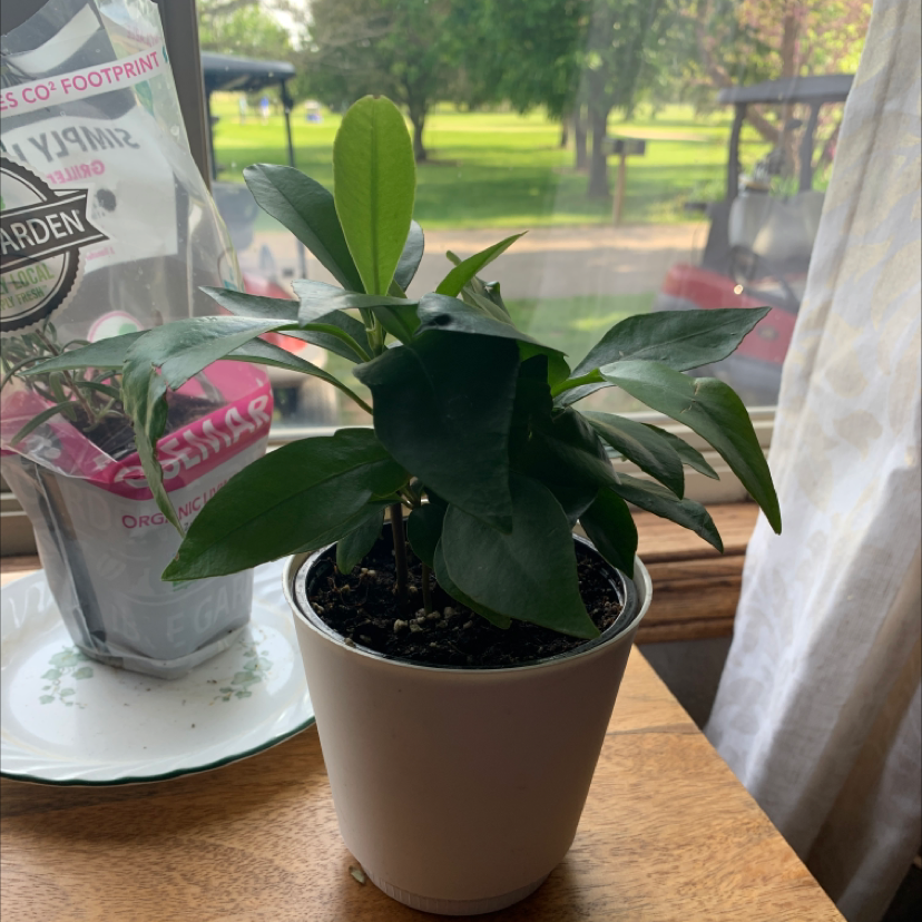 Photo of the plant species Shoebutton by @delaneylikesfrogs named stanley on Greg, the plant care app
