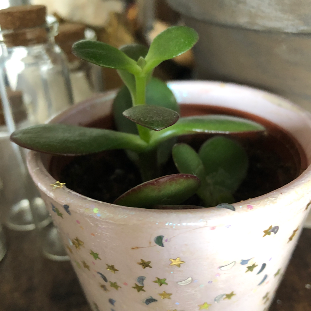 Lucky Plant plant photo by @Bbuaqt named Iroh on Greg, the plant care app.