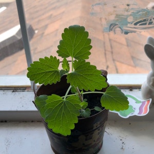 Catnip plant photo by Bbuaqt named Mildred on Greg, the plant care app.