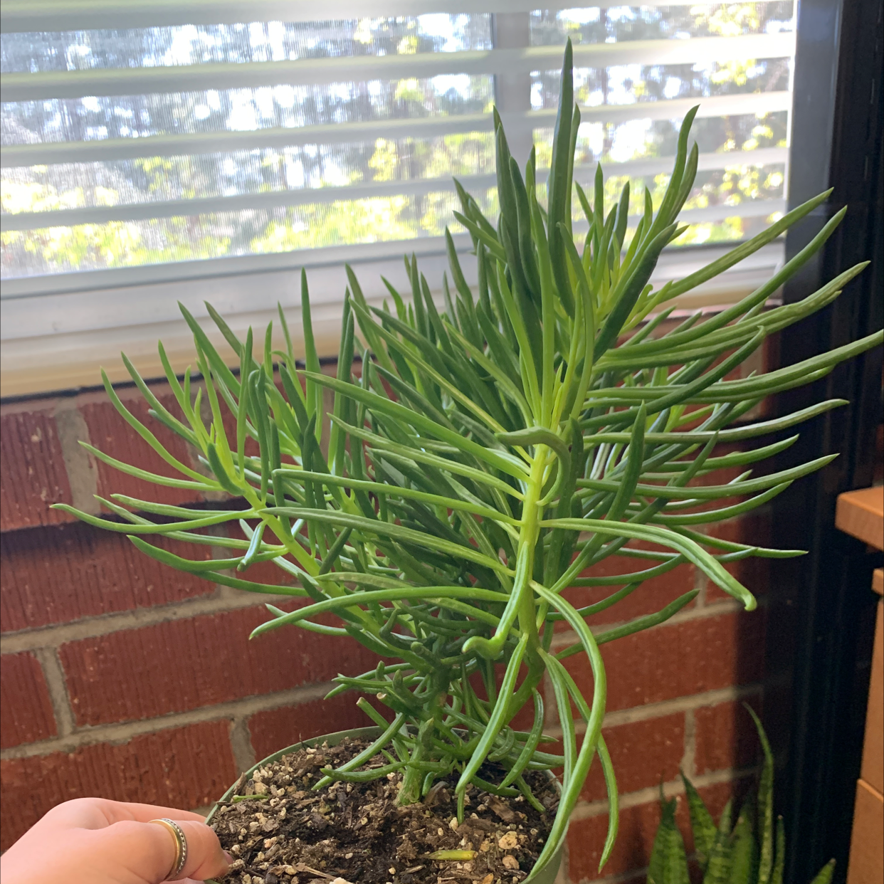 Healthy Succulent Bush Senecio plant with vibrant green leaves, held by a hand.