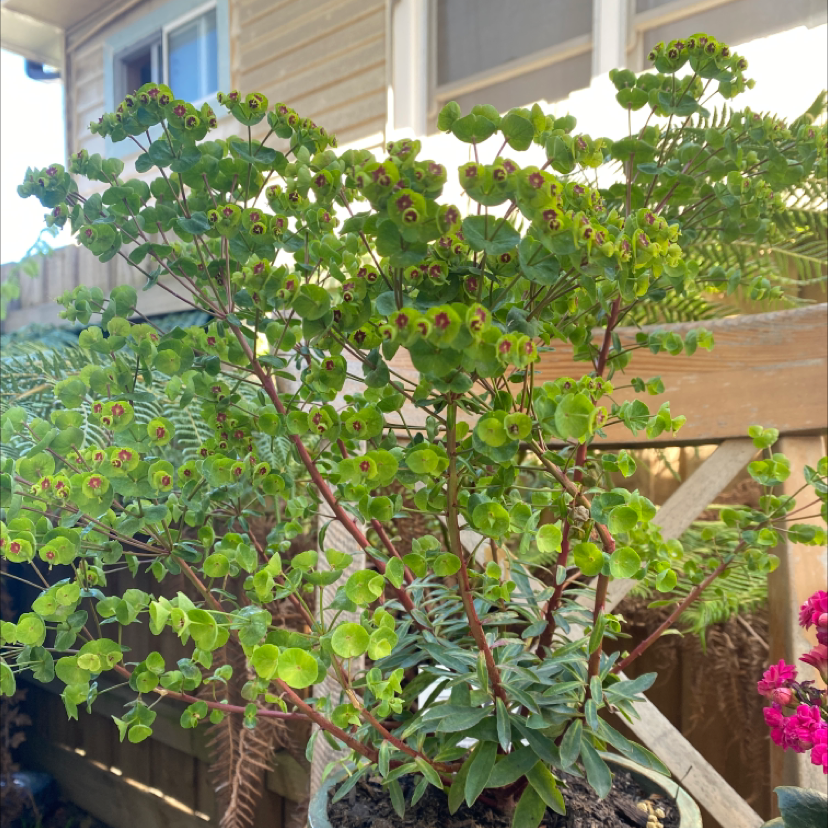 Photo of the plant species Grainfield Spurge by @oliviarobertson named Marley on Greg, the plant care app