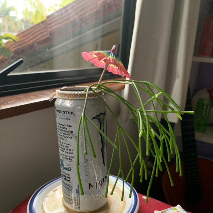 Mistletoe Cactus in a can with a decorative umbrella, placed near a window.