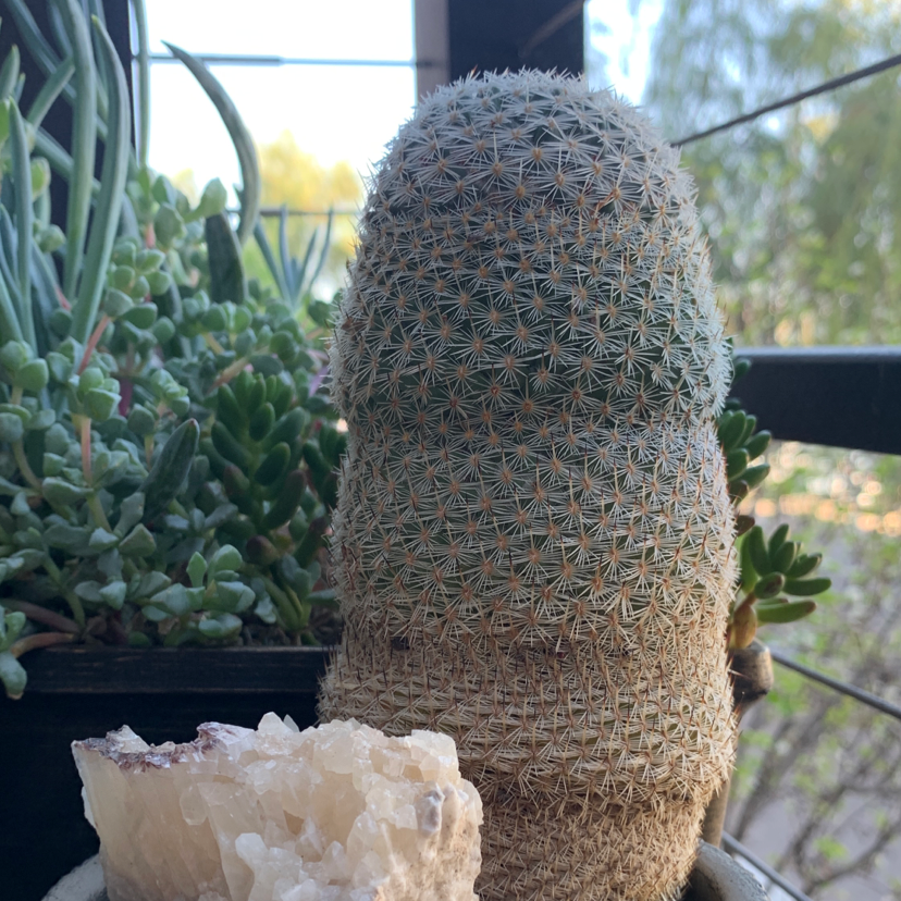 Arizona Rainbow Cactus in a pot with other succulents and a crystal.